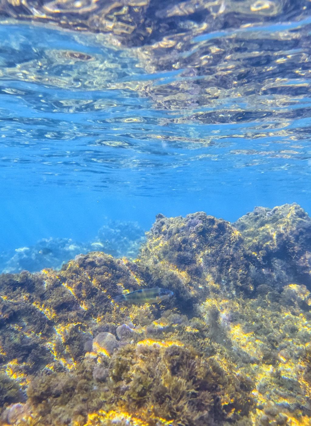 La donzella pavonina: un gioiello del Mediterraneo
